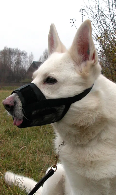 Dogman Dog Muzzle Black Nylon M Snout Size 22-27cm