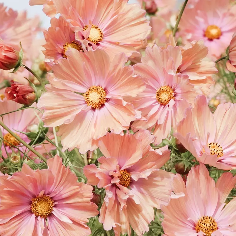 Rosenskära, Apricotta – Cosmos bipinnatus Apricotta