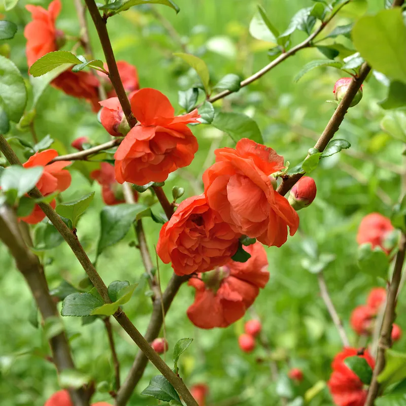 Praktkvitten - Chaenomeles speciosa Orange Storm ® (Storlek: 25-30 C3)