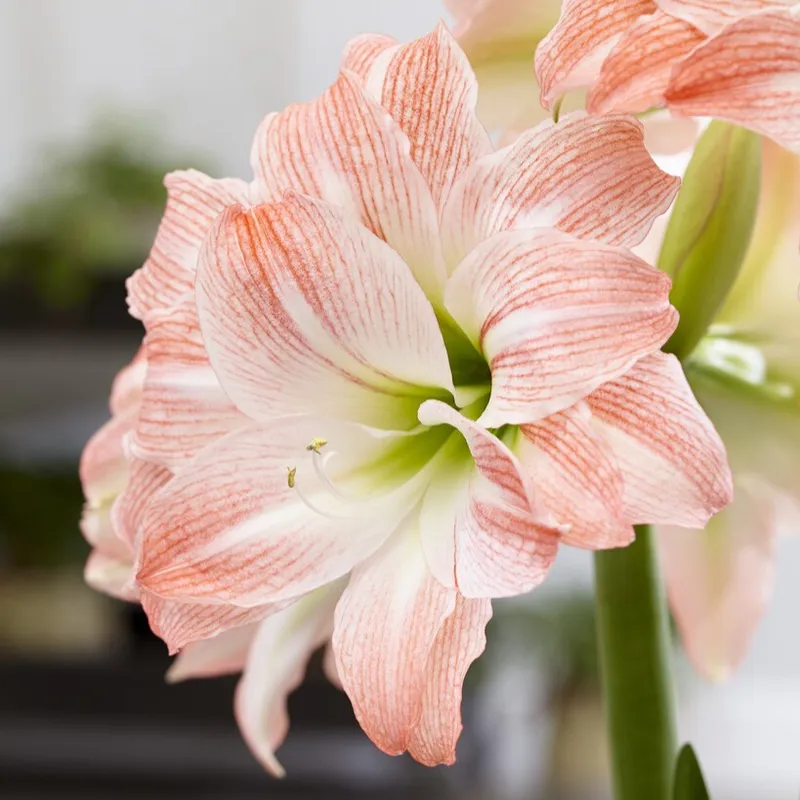 Amaryllis - Hippeastrum Giant Amadeus ®