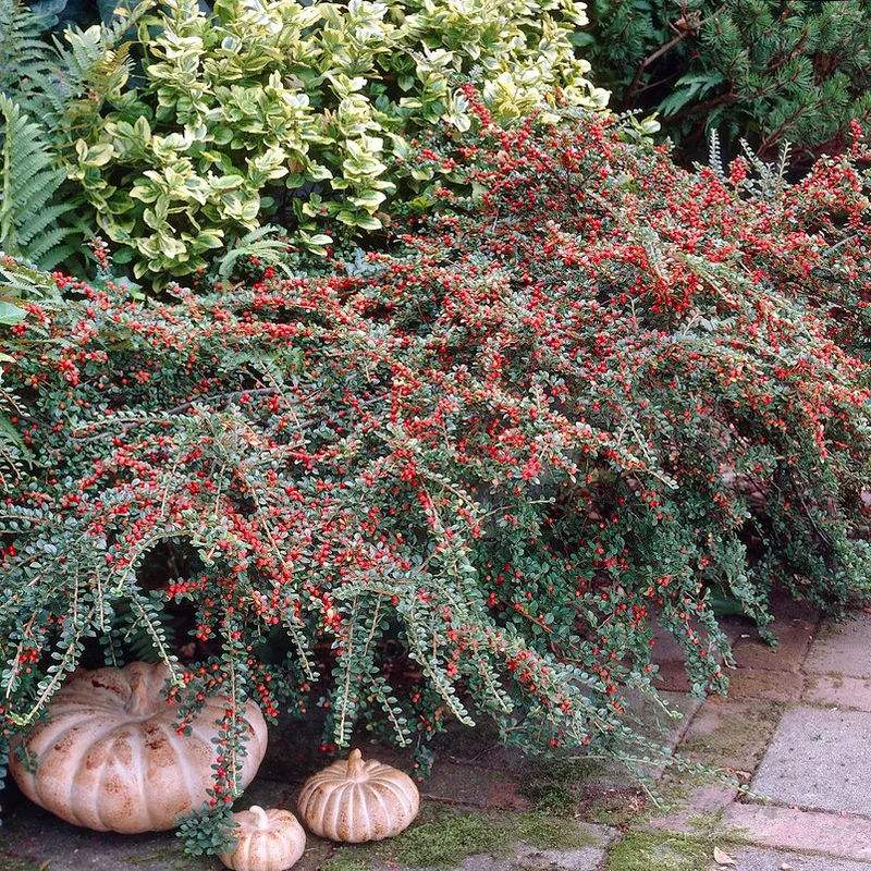 Lingonoxbär – Cotoneaster horizontalis (Storlek: 30-40 C1,5)