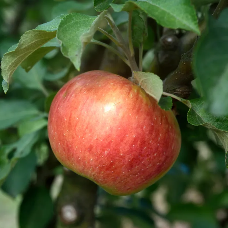 Sommaräpple Låg Stam, Östergötlands Landskapsäpple - Malus domestica Gyllenkroks Astrakan E (Storlek: stam B9 2 års co)