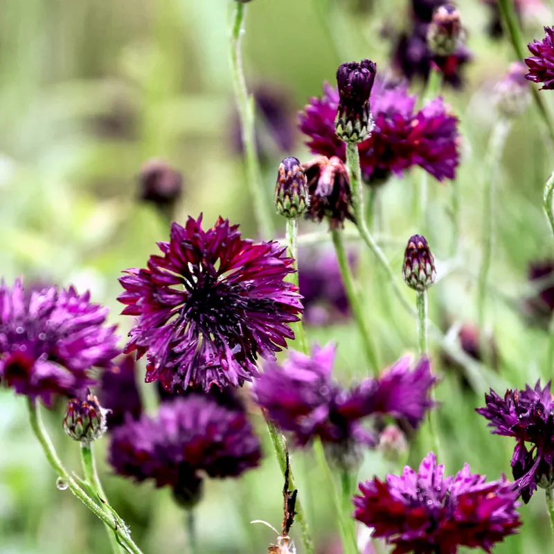 Blåklint Black Ball – Centaurea cyanus Black Ball