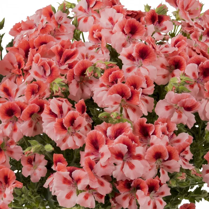 Engelsk Pelargon, Stickling 3-pack – Pelargonium grandiflorum Florella Salmon ®