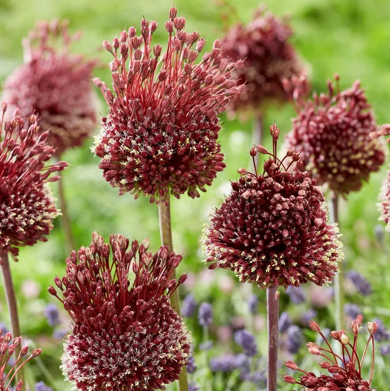 Ametistlök 2st - Allium amethystinus Red Mohican