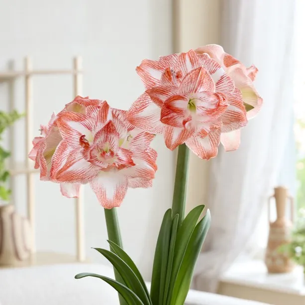 Amaryllis – Hippeastrum United Glory ®