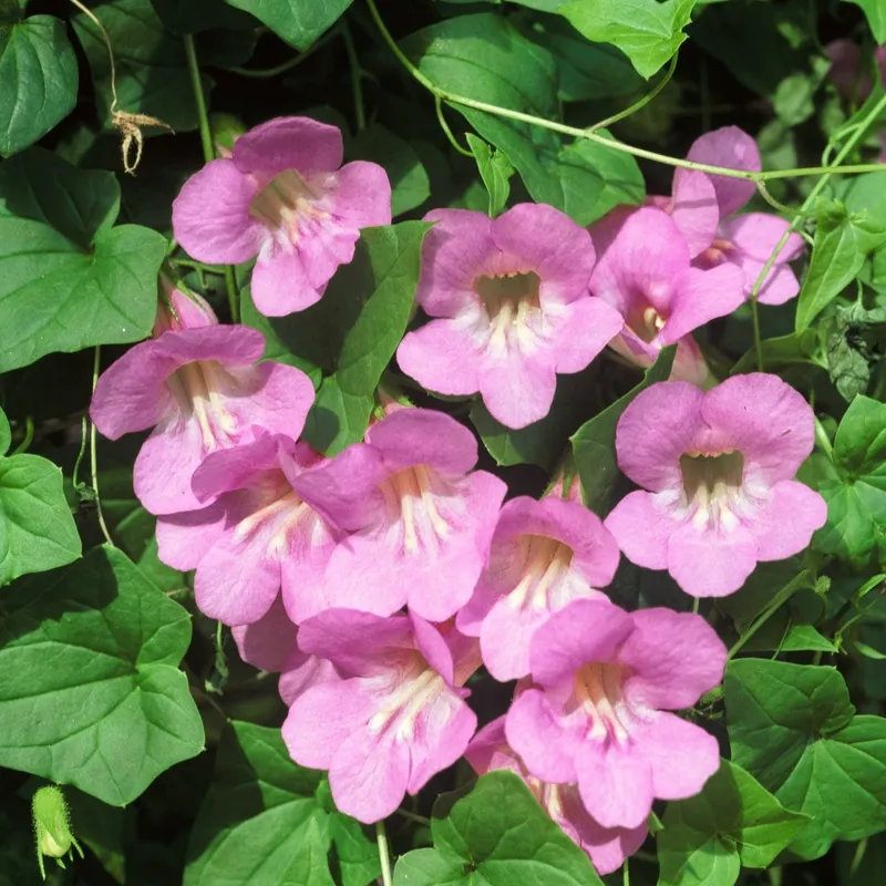 Lejongapsranka Mystic Rose – Lophospermum scandens Mystic Rose