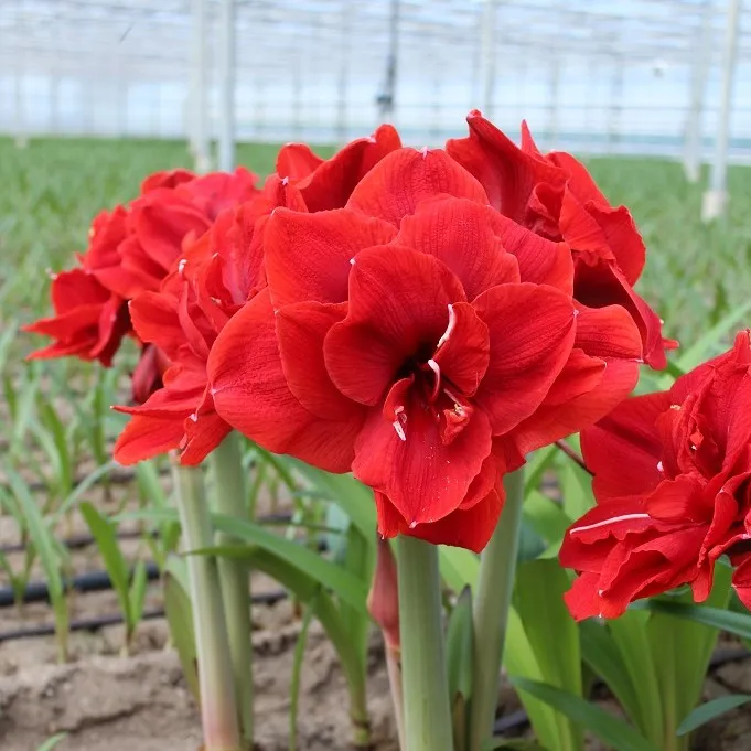 Amaryllis - Hippeastrum Red Torro ®