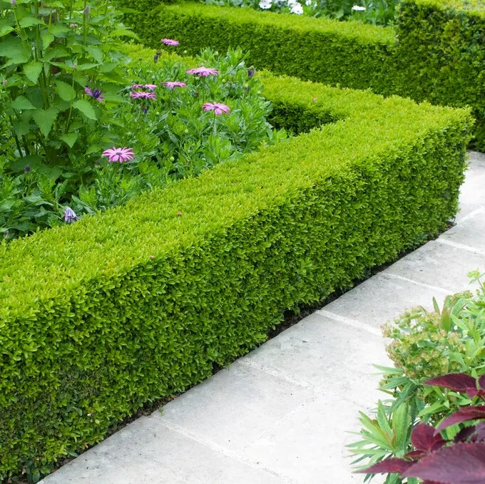 Buxbom – Buxus sempervirens (Storlek: 40-50 C3)
