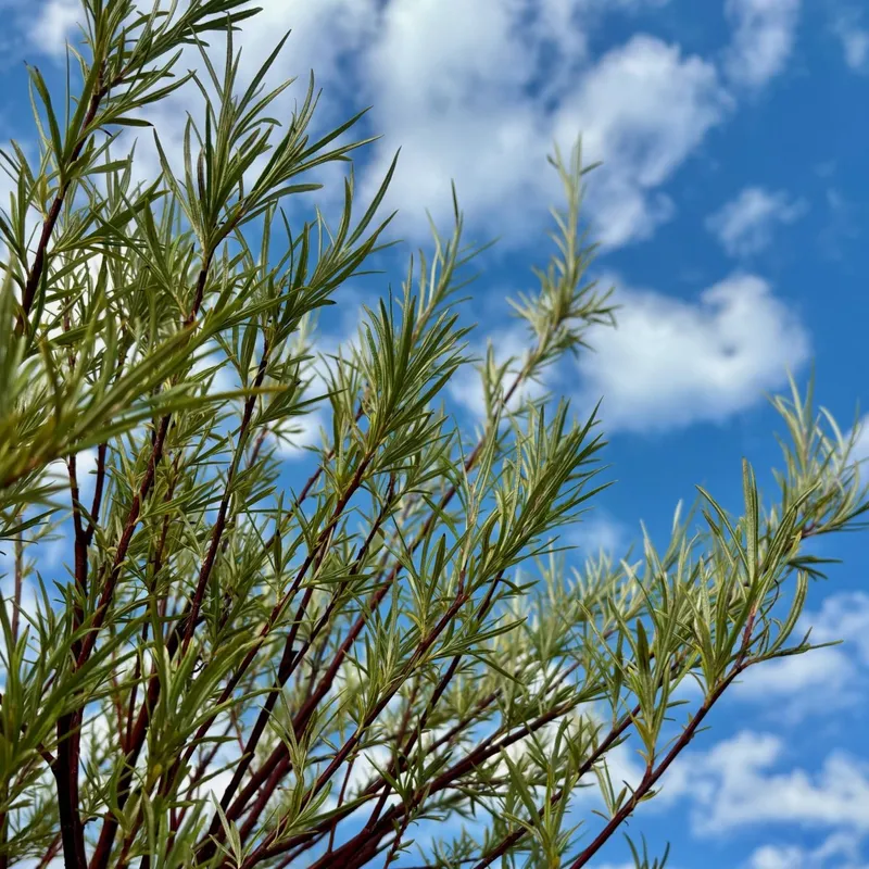 Palmpil – Salix x erdingerii Palmowa (Storlek: 100 stam C12)