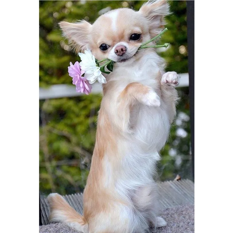 DIY Diamantmålning chihuahua Hund Söt Pet Korsstygn mönster pärlor Broderi 20X30CM