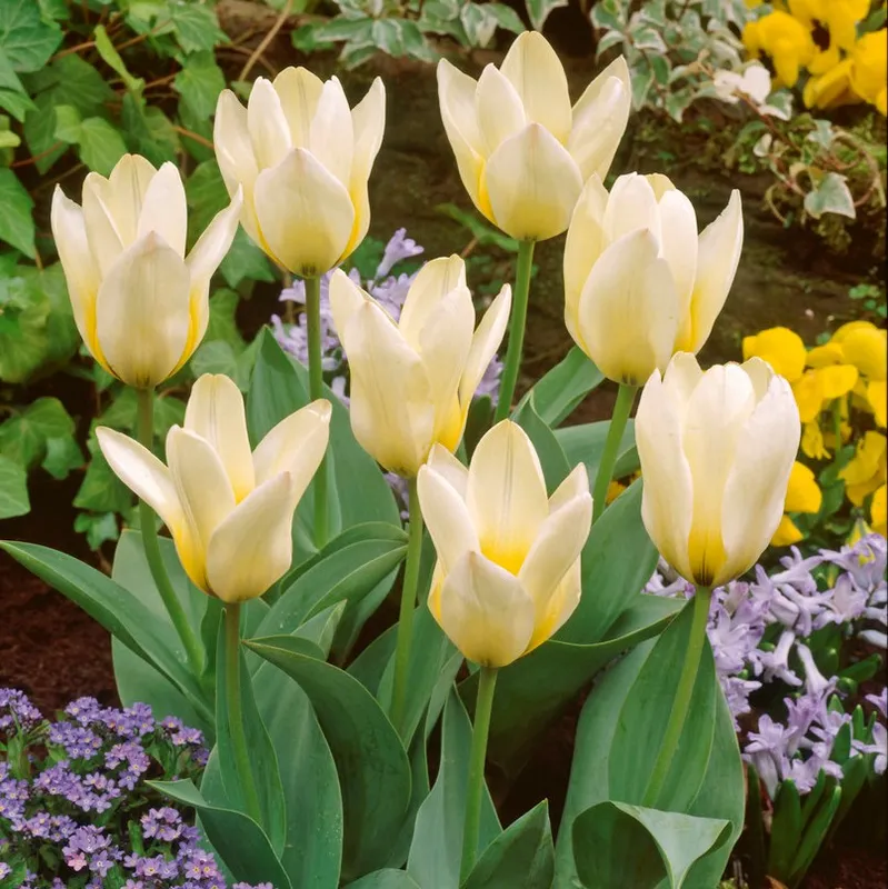Näckrostulpan 7st - Tulipa kaufmania Concerto