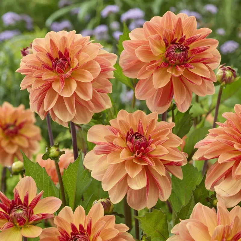 Dahlia Dekorativ Arancia 1st - Dahlia x pinnata Arancia
