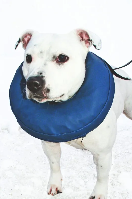 PetNation Hundkrage uppblåsbar S-M halsmått 32-40 cm 1 st