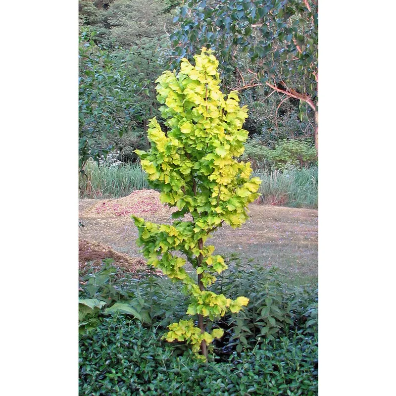 Guldalm - Ulmus hollandica Wredei (Storlek: 125-150 CO)