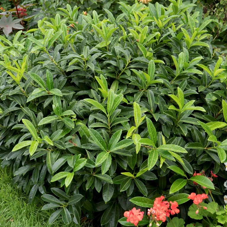 Lagerhägg – Prunus laurocerasus Mount Vernon (Storlek: 25-30 co)
