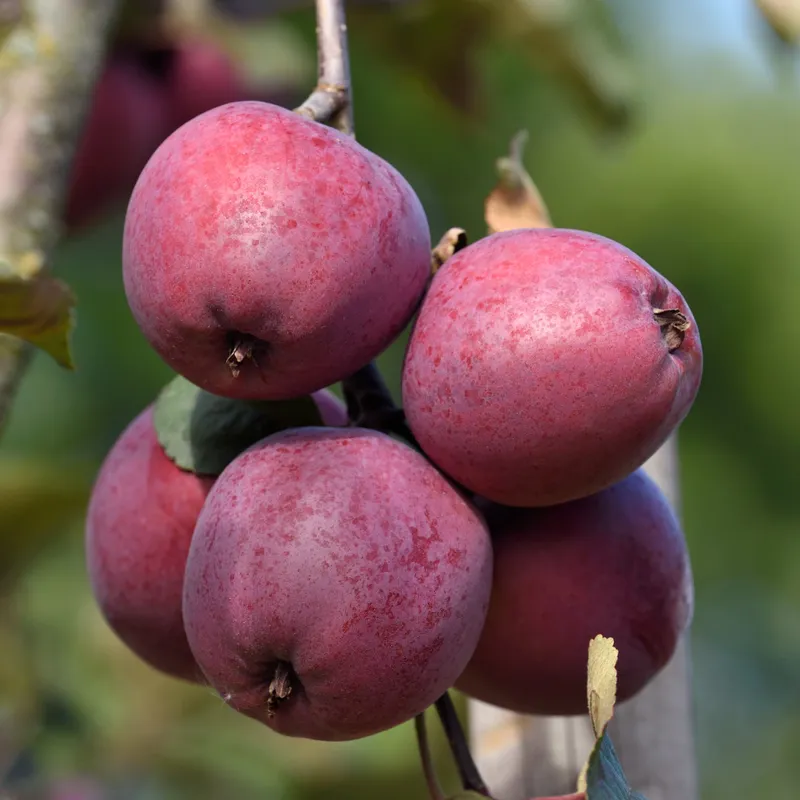 Höstäpple - Malus domestica Veiniöun (Storlek: stam A2 2 års co)