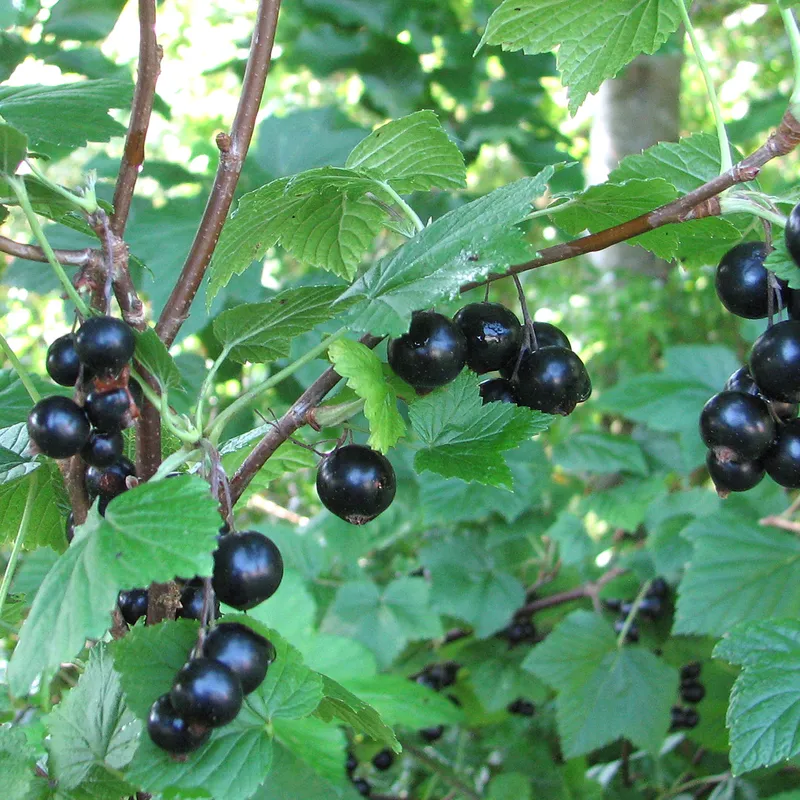 Svarta Vinbär – Ribes nigrum Öjebyn (Storlek: 80 stam C5)
