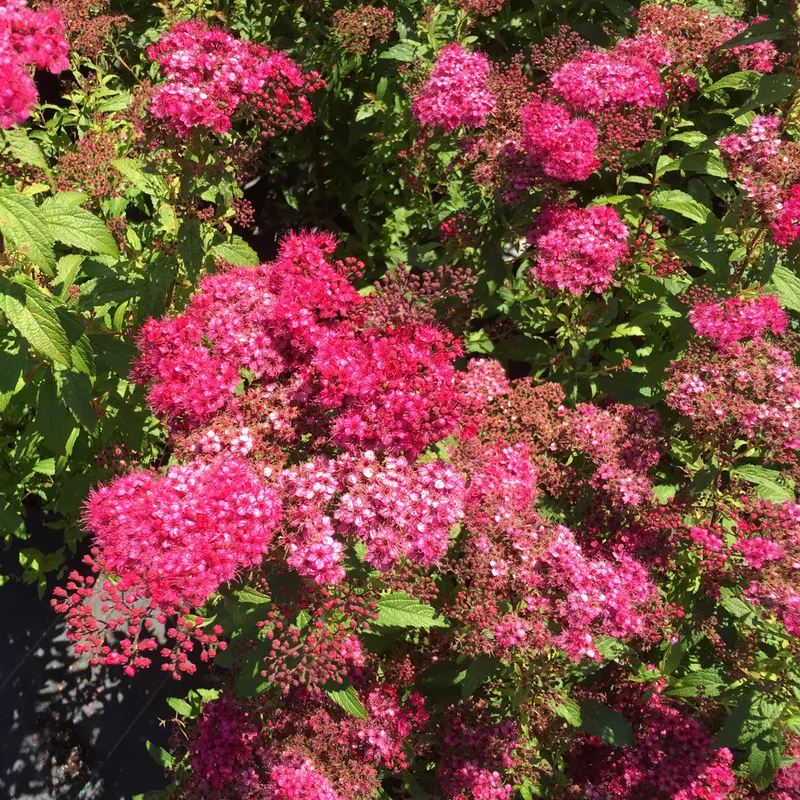 Rosenspirea 10-pack - Spiraea japonica ’Sapho’ (Storlek: 20-30 barrot)