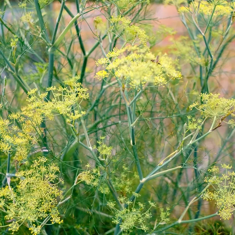 Dill – Anethum graveolens