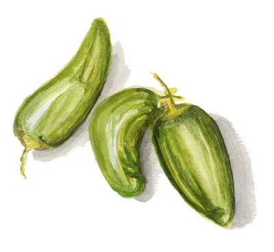 Chilipeppar Padron - Capsicum annuum Padron