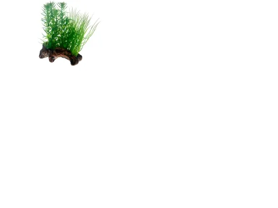 Dekor Flora Root 2 S 17cm