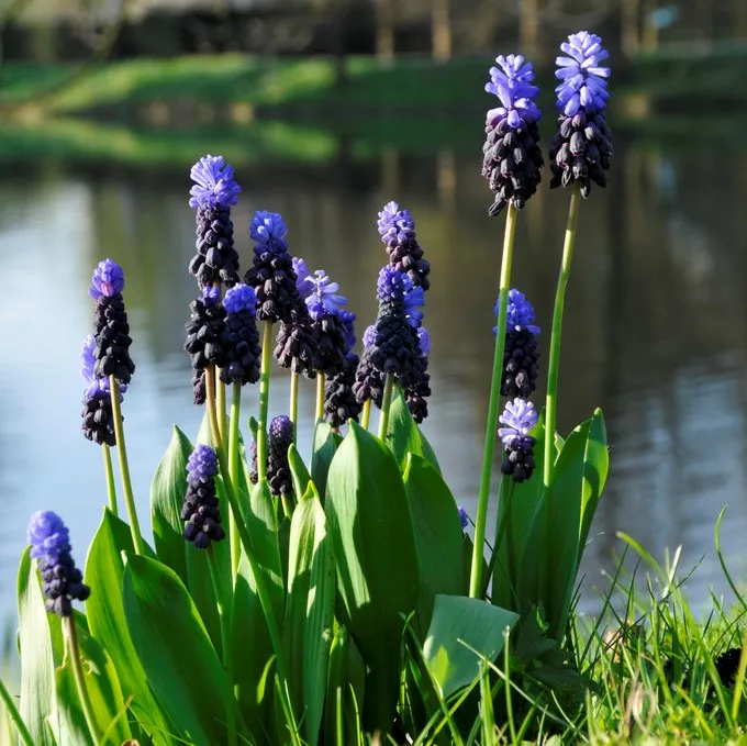 Bredbladig Pärlhyacint 15st – Muscari latifolium