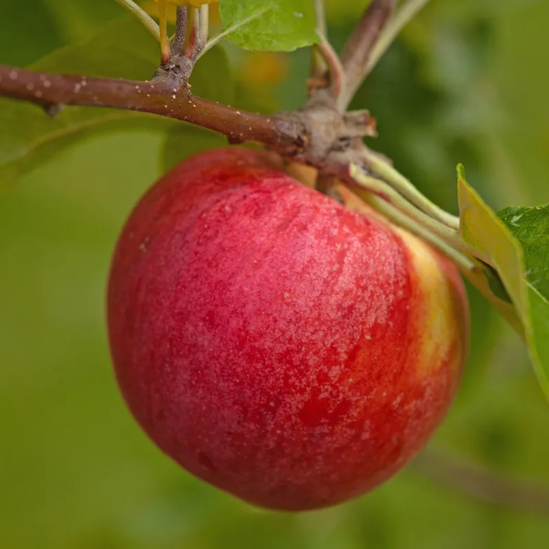 Höstäpple - Malus domestica Birgit Bonnier E (Storlek: stam A2 2 års co)