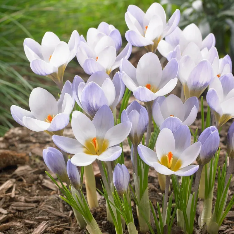 Bägarkrokus 10st - Crocus biflorus Blue Pearl