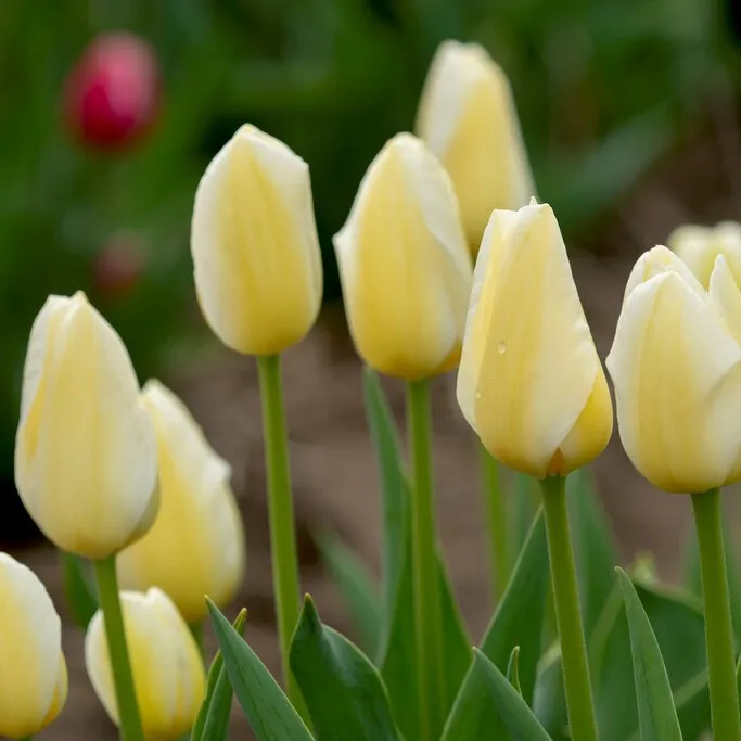 Triumftulpan 10st – Tulipa gesneriana Francoise
