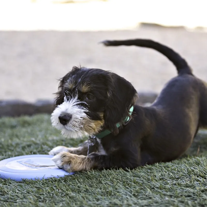 KONG Kong puppy flyer (freesbee)