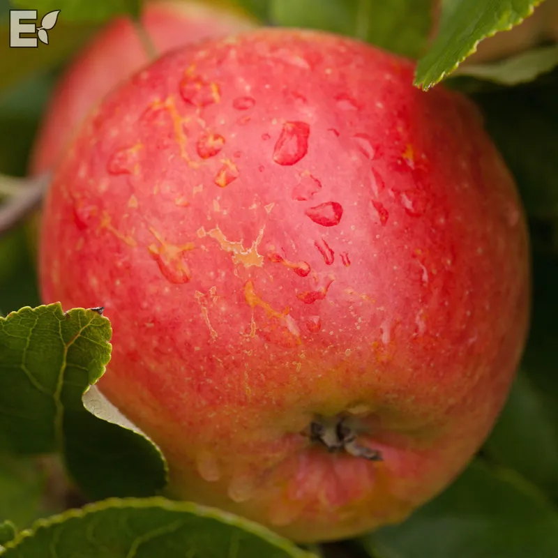 Höstäpple Låg Stam - Malus domestica James Grieve E (Storlek: stam B9 2 års co)