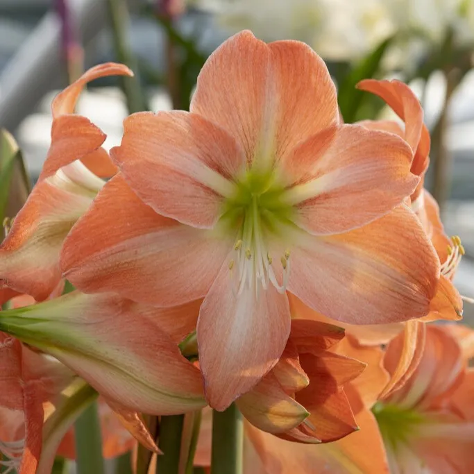 Amaryllis – Hippeastrum King Star ®