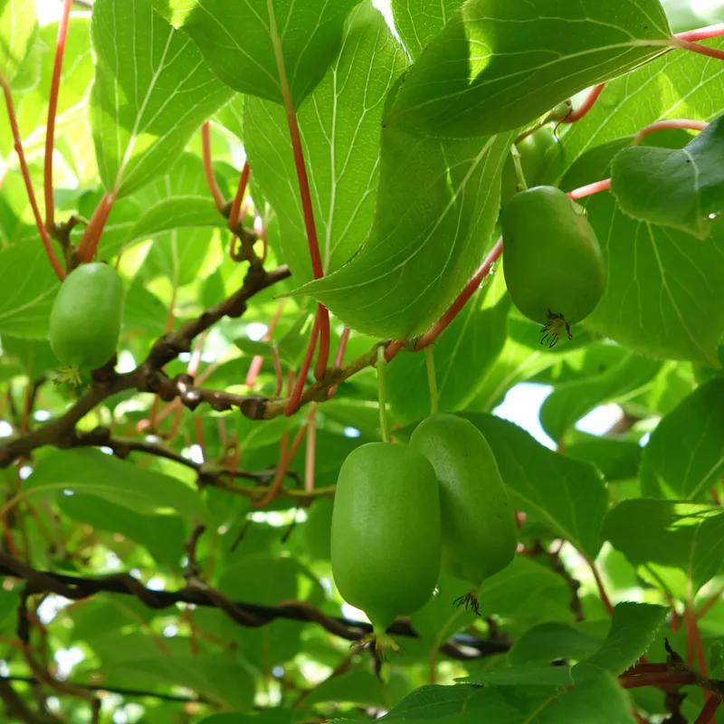 Minikiwi / Krusbärsaktinidia – Actinidia arguta Tina (Storlek: C5)