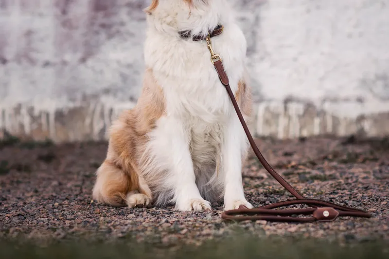 Alba Hundkoppel M 10mmx180cm Brun