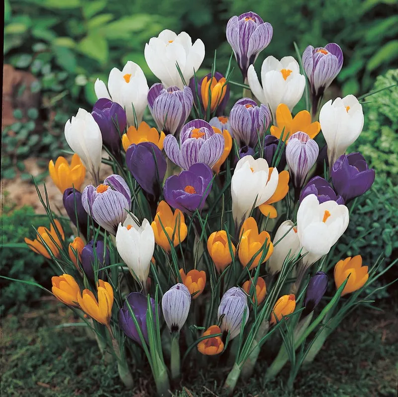 Vårkrokus Mix 10st – Crocus vernus