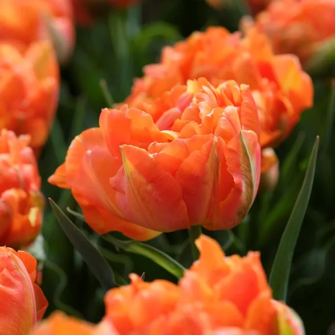 Dubbel Tidig Tulpan 7st - Tulipa gesneriana Orca