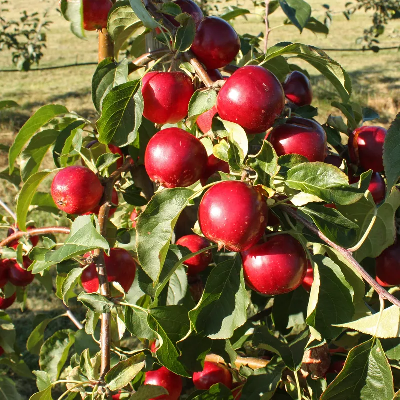 Barnäpple - Malus Rescue (Storlek: busk co)