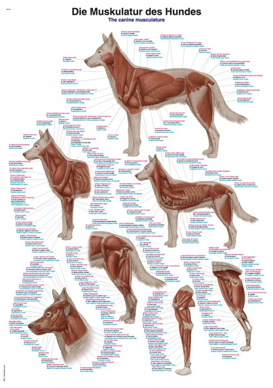 Hundens muskulatur 70×100 cm Affisch