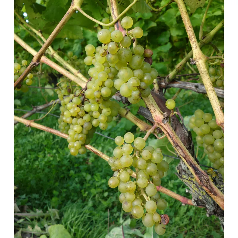Vindruva – Vitis hybrid Solaris (Storlek: 150 C4)