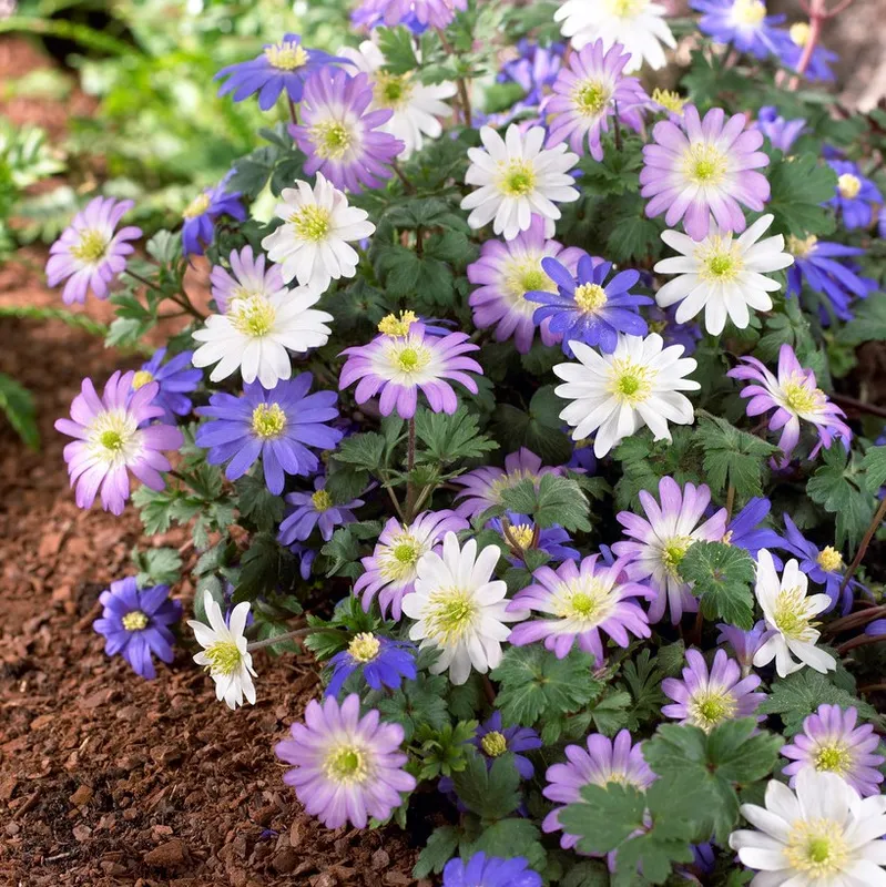 Balkansippa Mix 20st – Anemone blanda