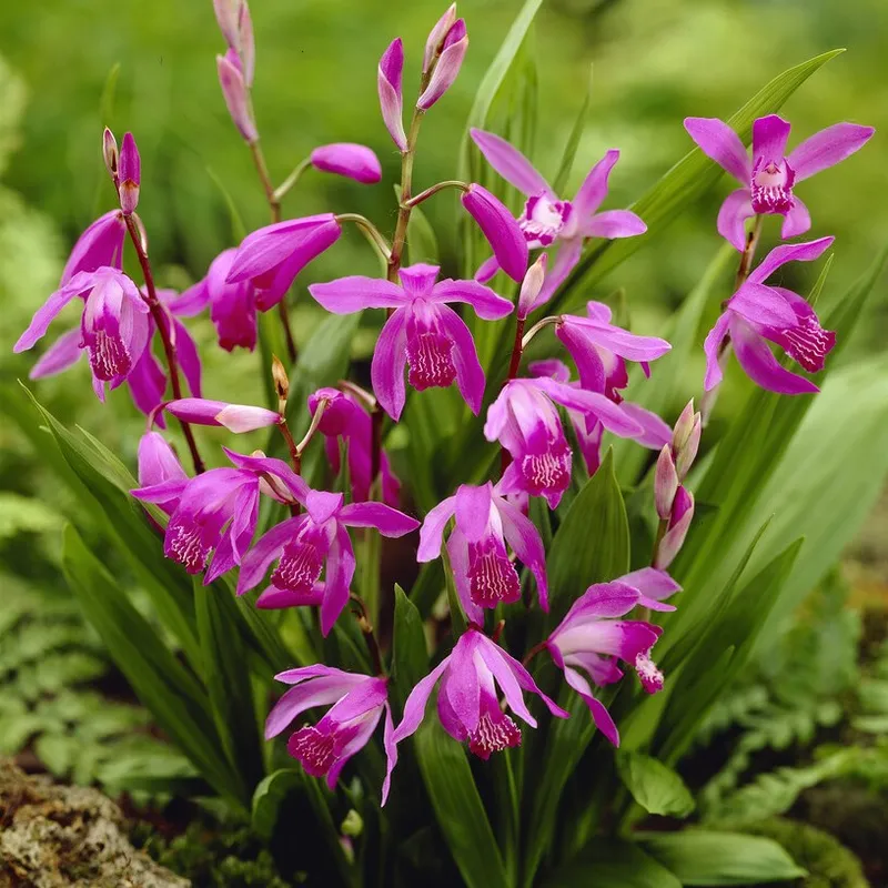 Bletilla striata Rosa 1st - Bletilla striata
