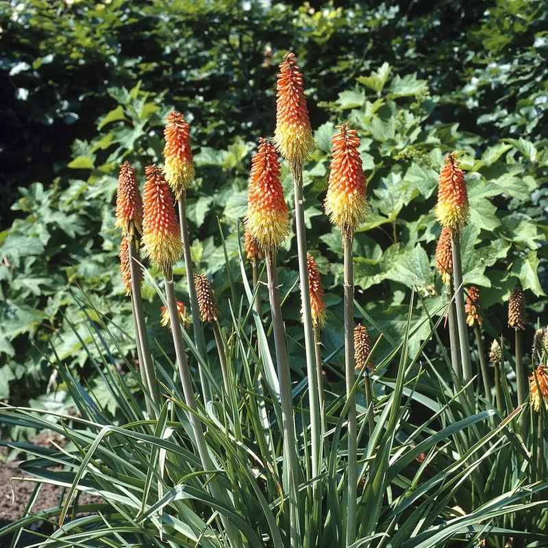 Fackellilja Kniphofia uvaria 1st – Kniphofia uvaria