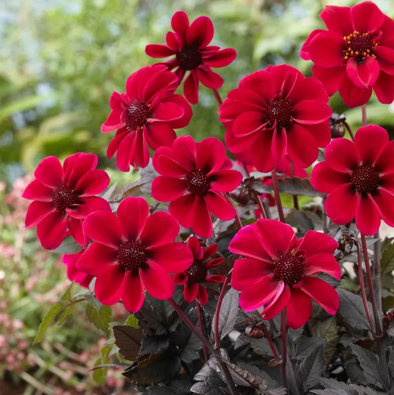 Dahlia Enkel Dark Angel Dracula ® 1st – Dahlia x pinnata Dark Angel Dracula ®