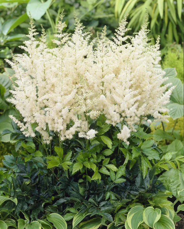 Astilbe Vit 1st - Astillbe arendsii