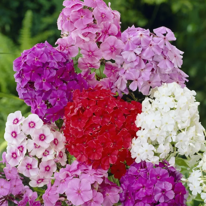 Phlox paniculata, Blandade Färger, Höstflox, 3st – Phlox paniculata