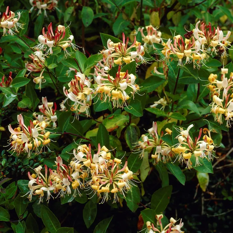 Vintertry - Lonicera henryi (Storlek: C2)