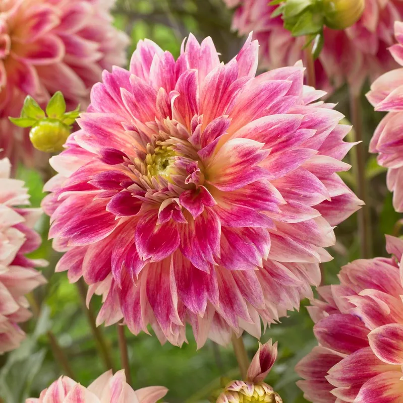 Dahlia Dekorativ Temple of Beauty 1st - Dahlia x pinnata Temple of Beauty