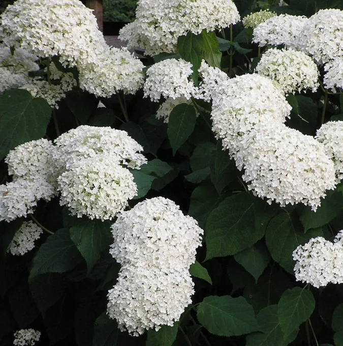 Vidjehortensia – Hydrangea arborescens Annabelle ® (Storlek: busk C2)