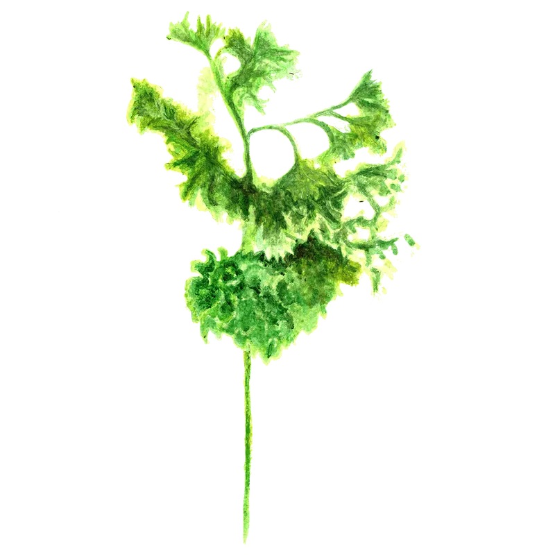 Persilja, Krus-, Grüne Perle – Petroselinum crispum (Foliosum-gr.) Grüne Perle